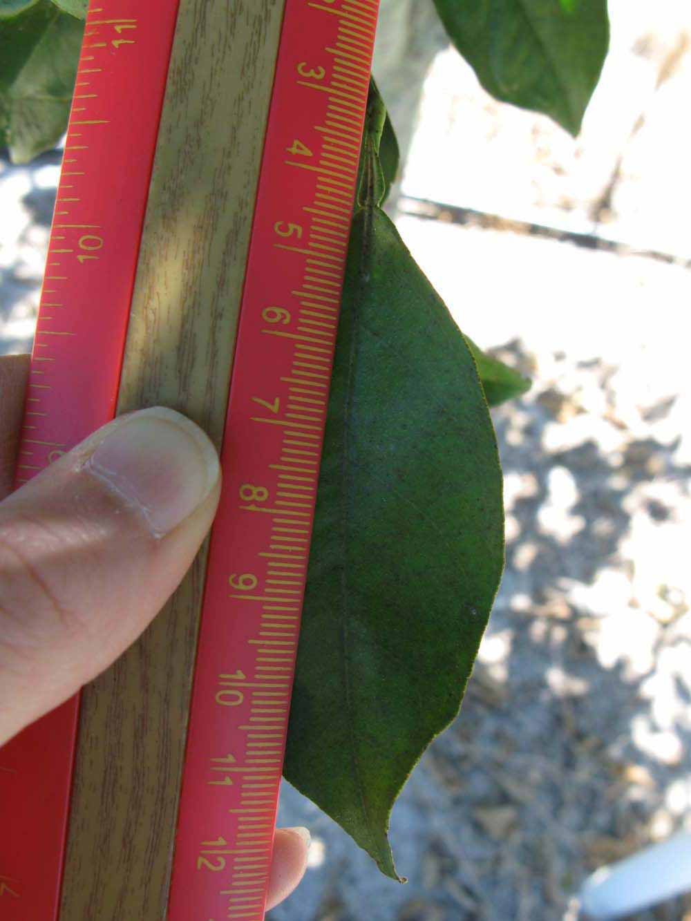              Unifoliolate leaf (Winter Haven, FL)       